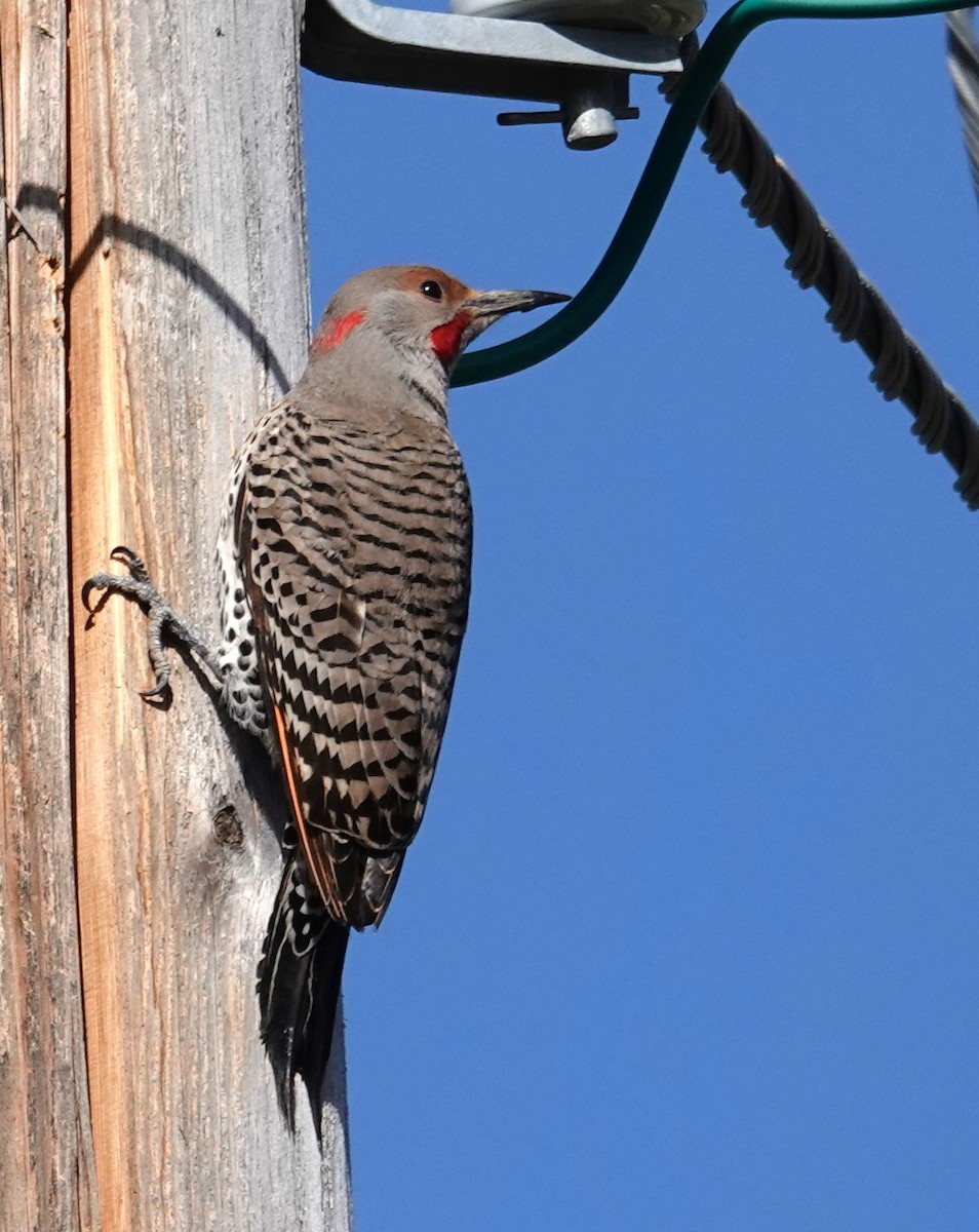Northern Flicker (Yellow-shafted x Red-shafted) - Diane Stinson