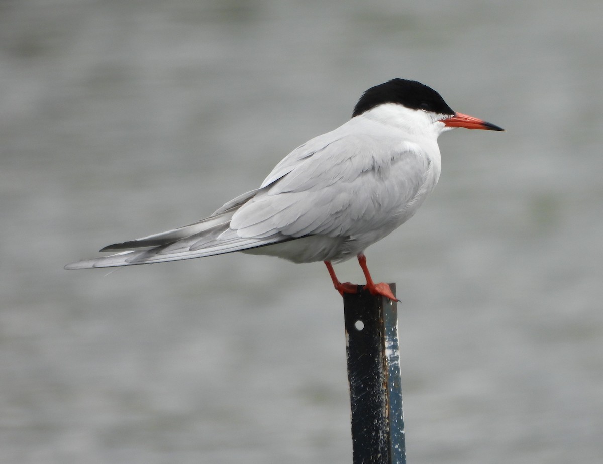 Common Tern - Steven C