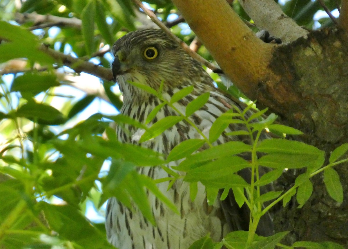 Cooper's Hawk - David Assmann