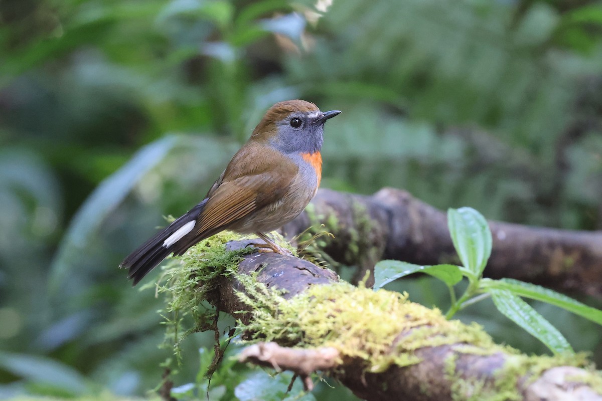 Rufous-gorgeted Flycatcher - Brendan Ryan