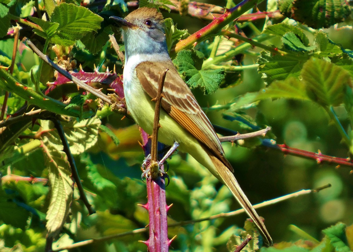 Ash-throated Flycatcher - David Assmann