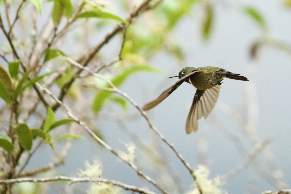 Amethyst-throated Sunangel - ML619042705