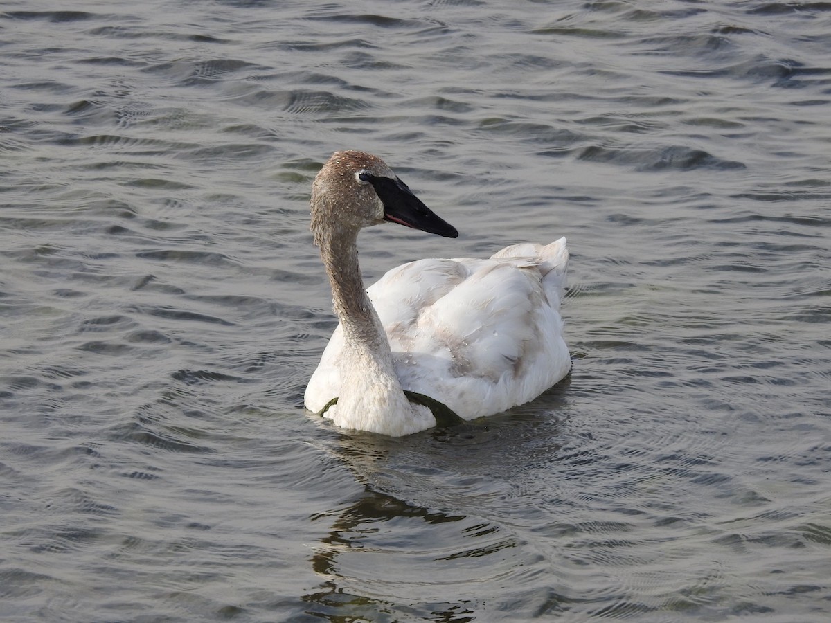 Trumpeter Swan - Martha Beebe