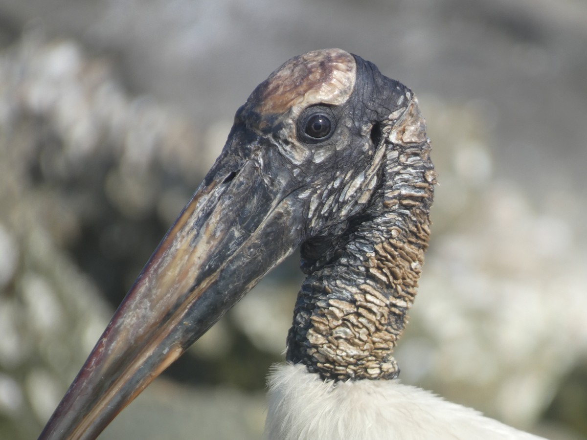 Wood Stork - Jayden Schirle