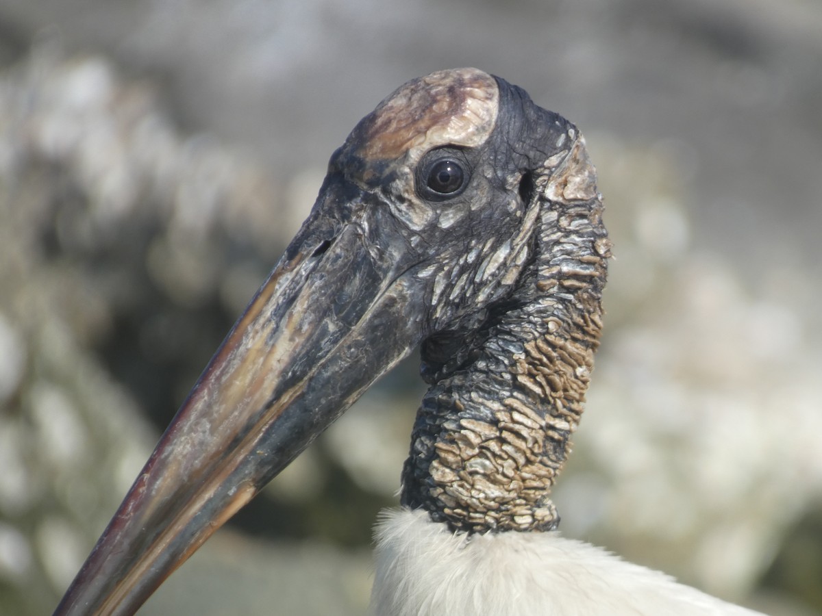 Wood Stork - ML619042742