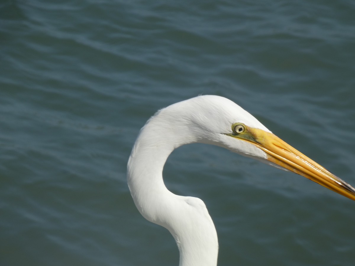 Great Egret - Jayden Schirle