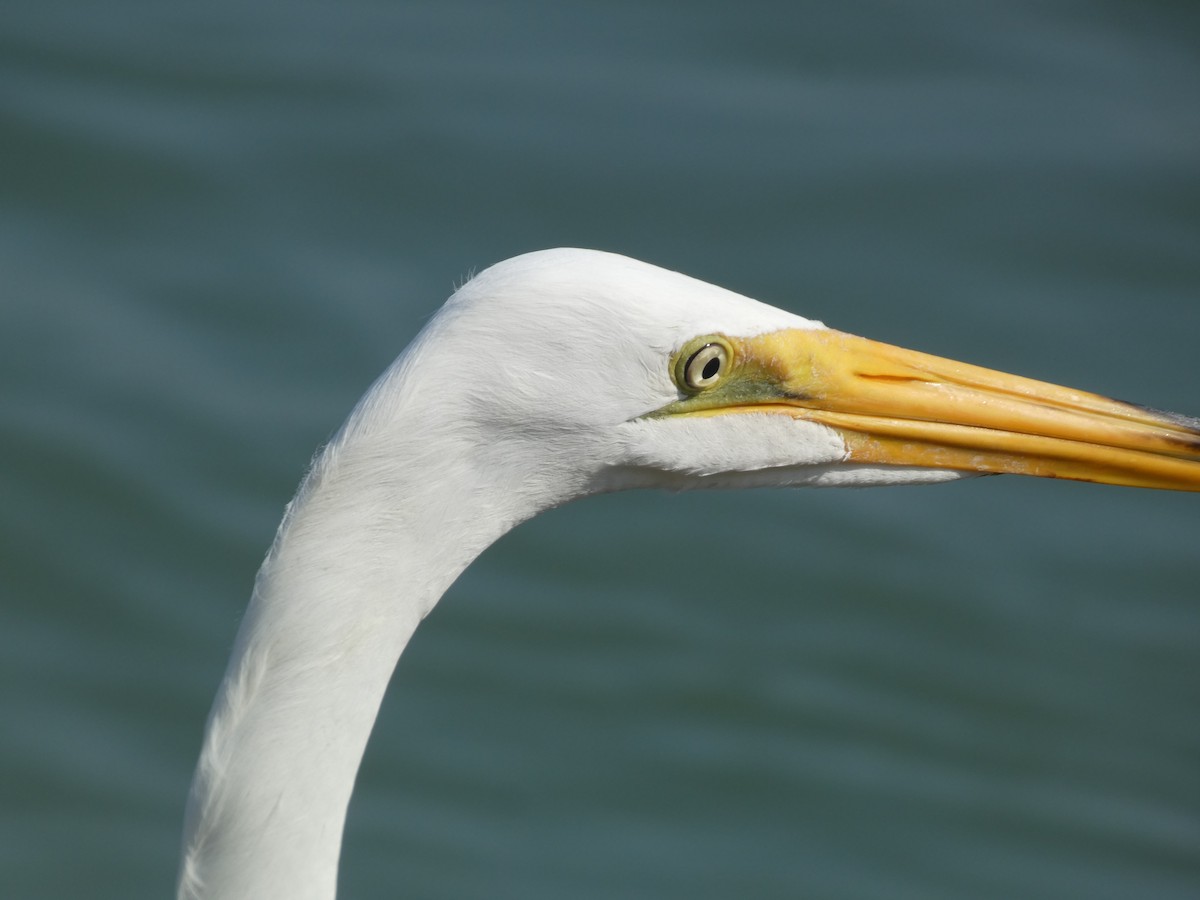 Great Egret - ML619042752