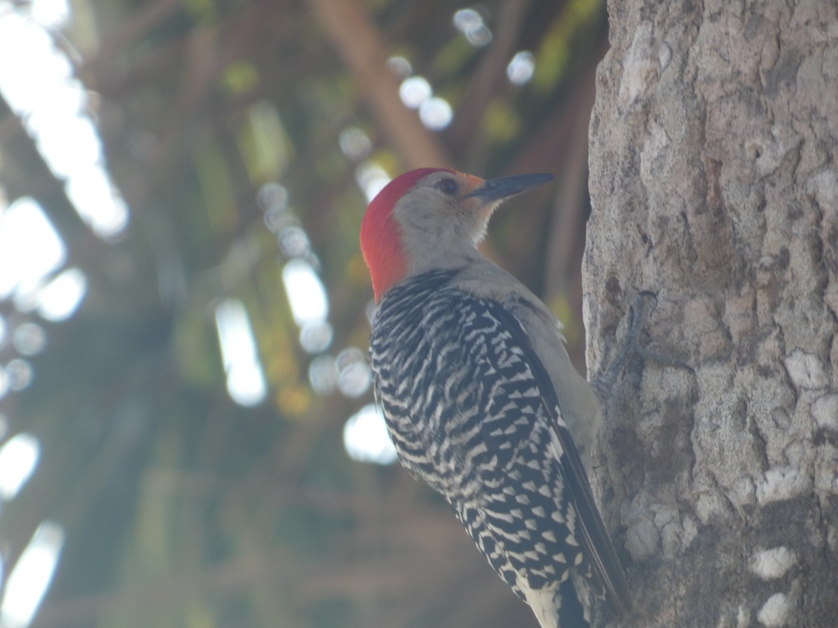 Red-bellied Woodpecker - Jayden Schirle