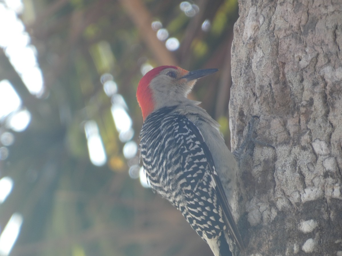 Red-bellied Woodpecker - Jayden Schirle