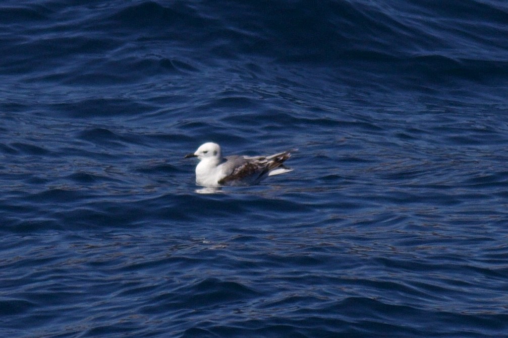 Black-legged Kittiwake - ML619042777