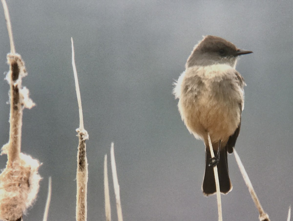 Say's Phoebe - Reid Hildebrandt