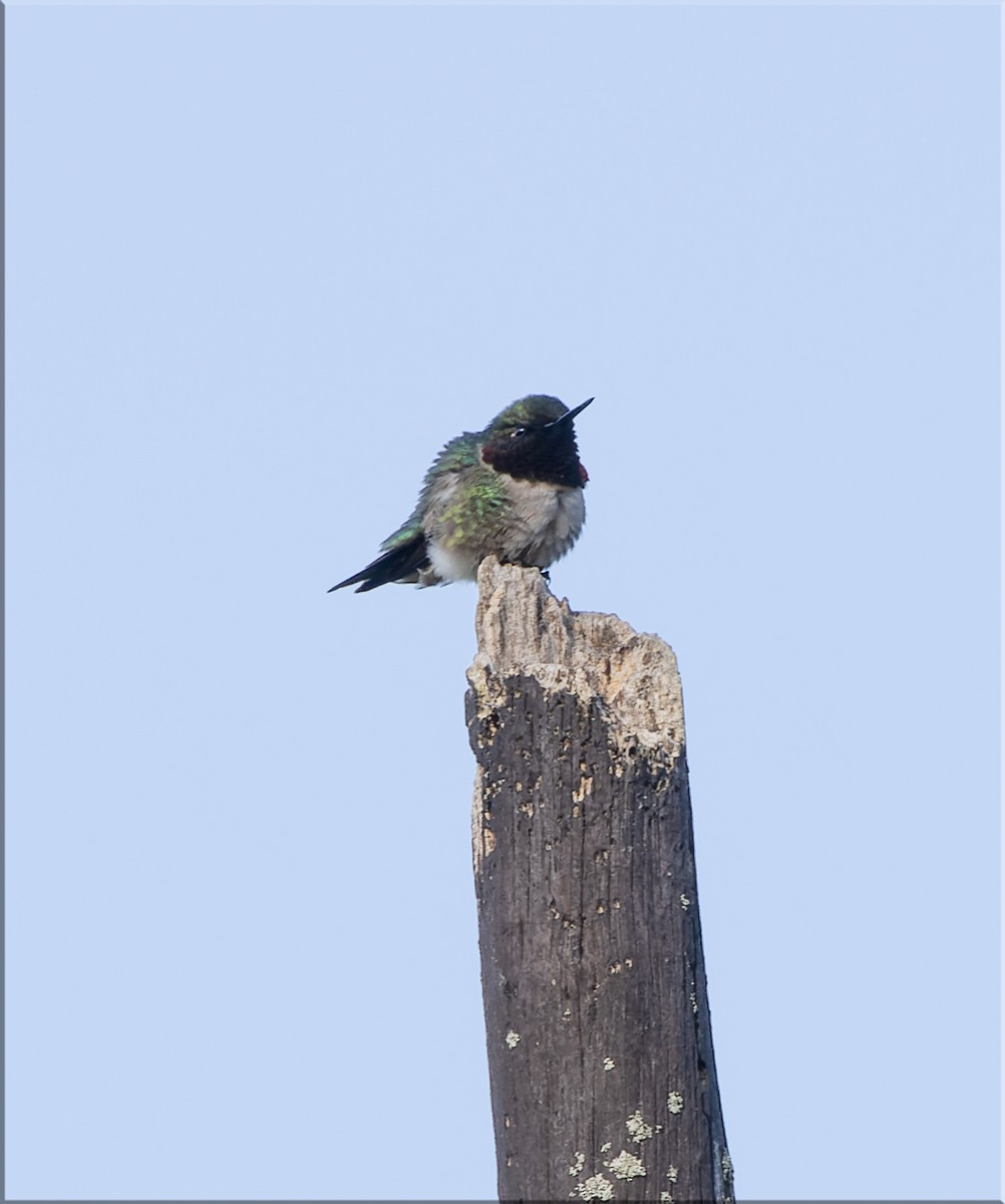 Ruby-throated Hummingbird - Frank Salmon