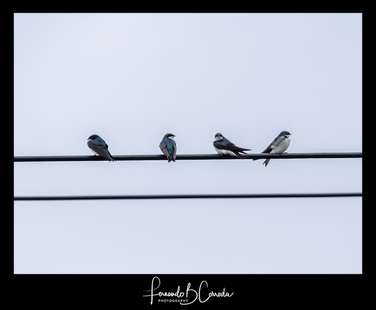 Tree Swallow - Fernando Corrada