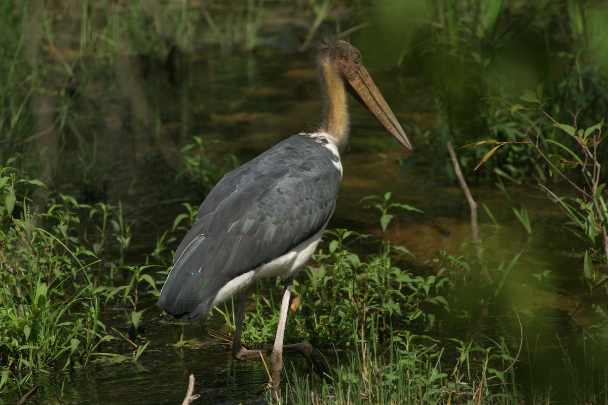 Lesser Adjutant - ML619042803