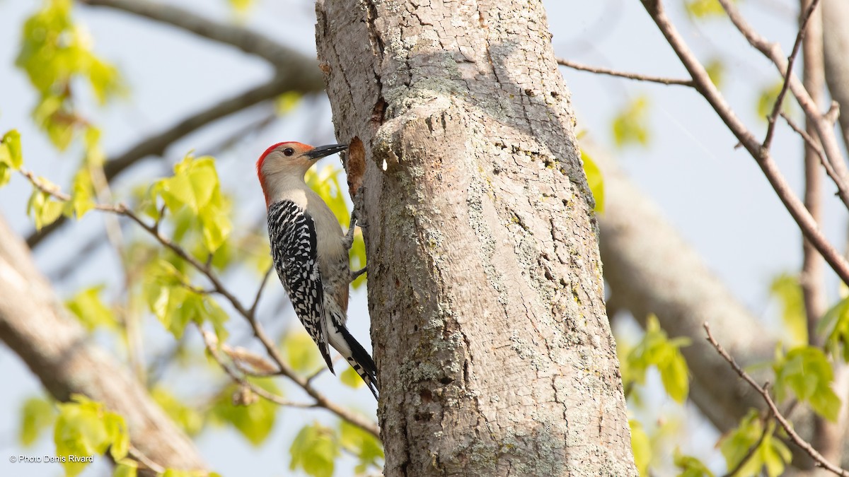 Red-bellied Woodpecker - Denis Rivard