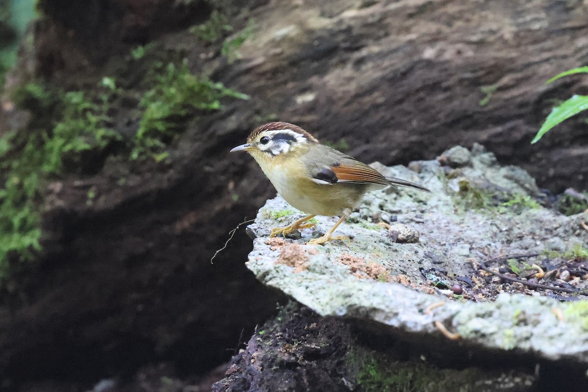 Rufous-winged Fulvetta - Brendan Ryan