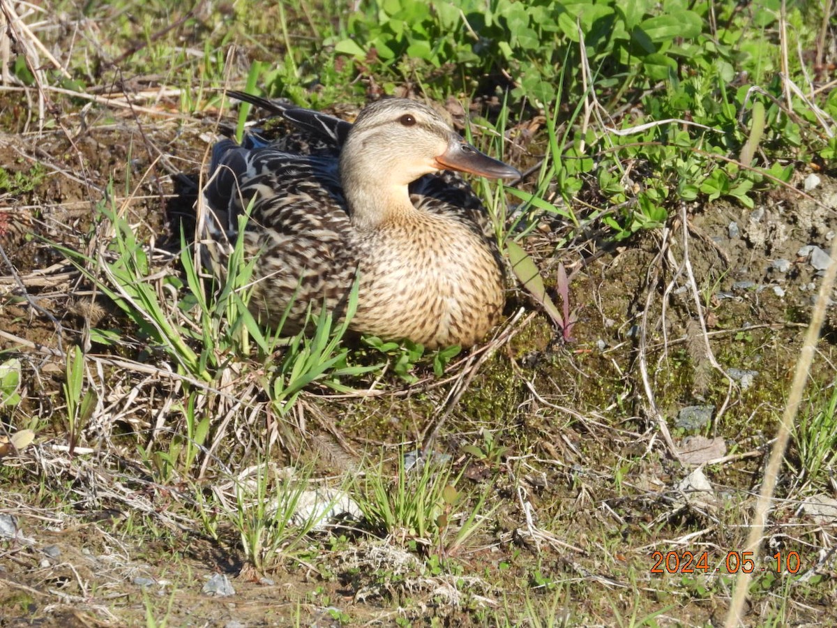 Mallard - ML619042828