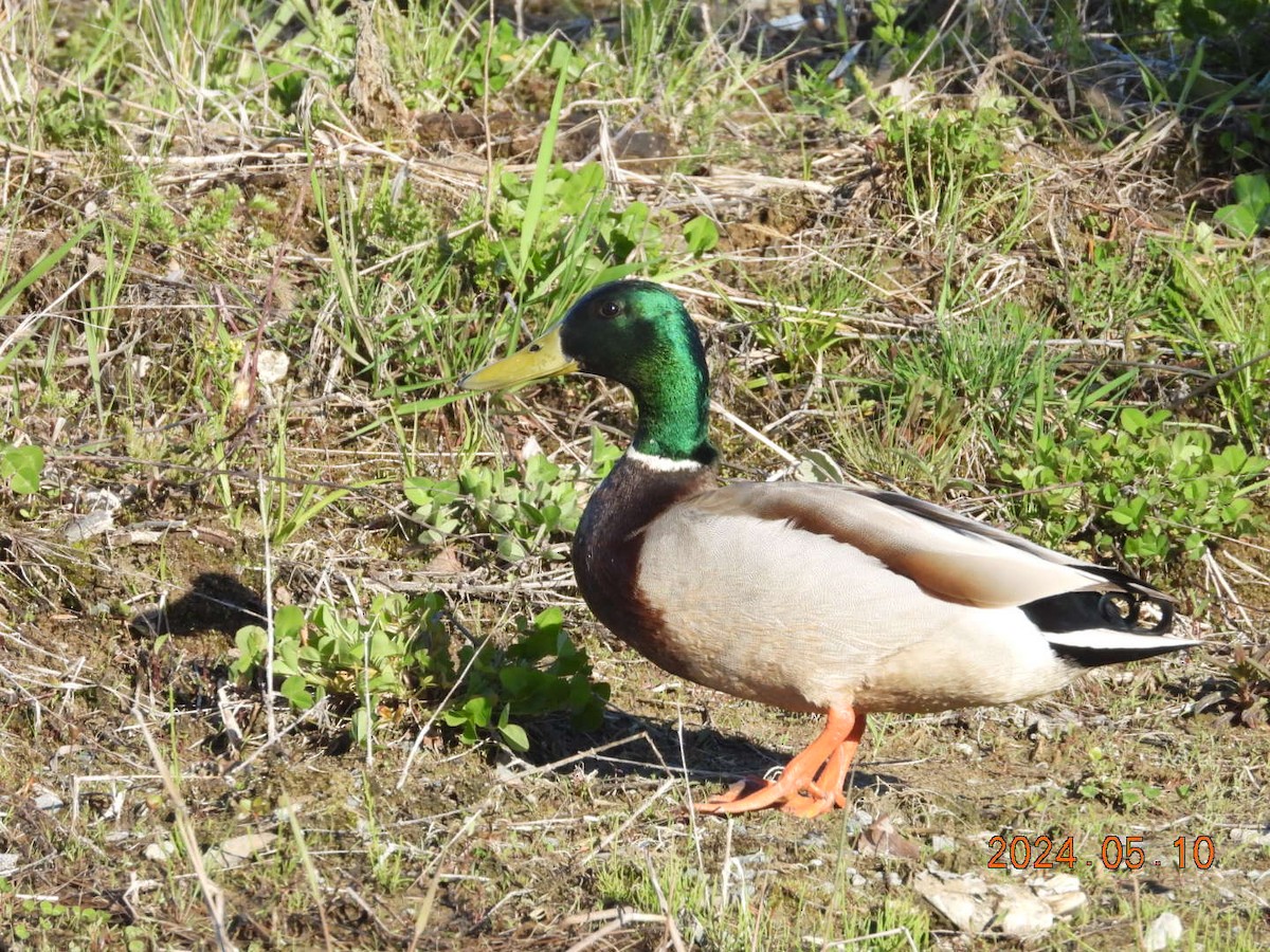 Mallard - ML619042829