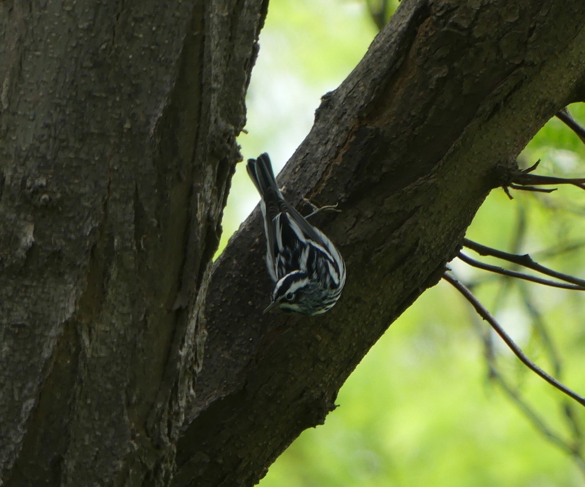 Black-and-white Warbler - Kara Carragher