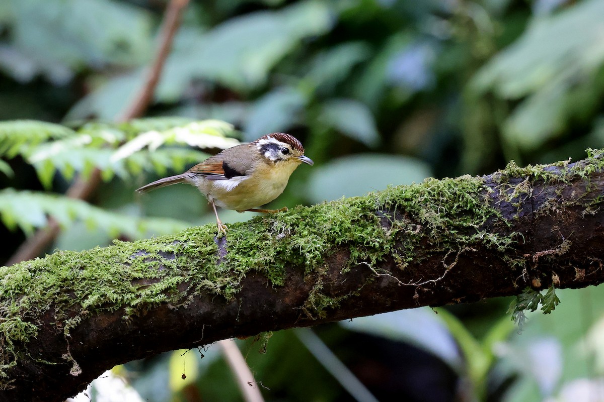 Rufous-winged Fulvetta - Brendan Ryan