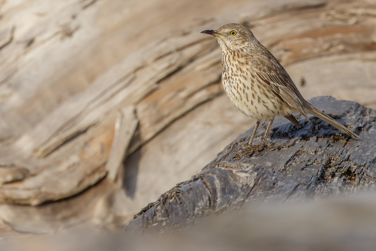 Sage Thrasher - Joachim Bertrands