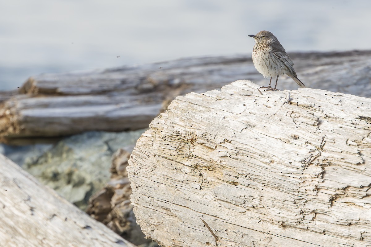 Sage Thrasher - Joachim Bertrands