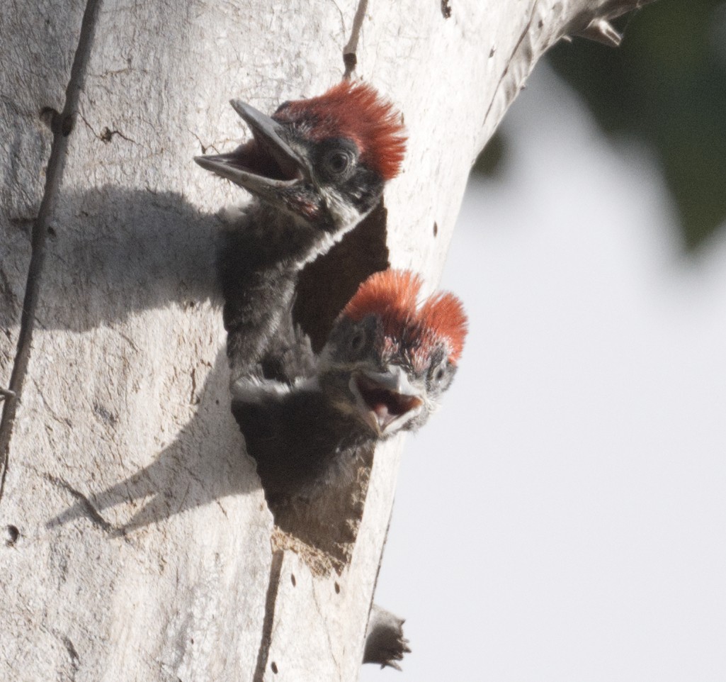 Pileated Woodpecker - ML619042854