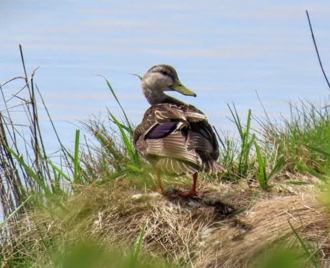 American Black Duck - ML619042860