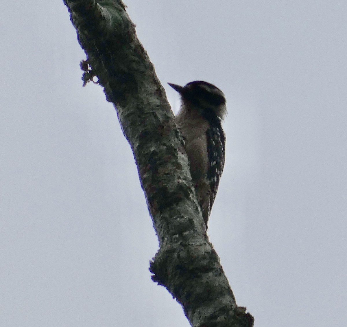 Downy Woodpecker - Joanne "JoJo" Bradbury