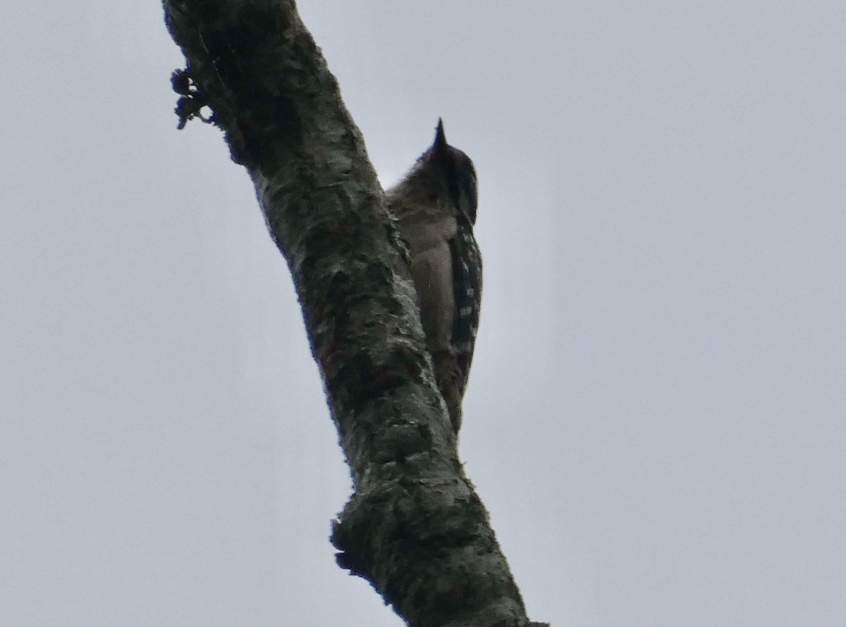 Downy Woodpecker - Joanne "JoJo" Bradbury