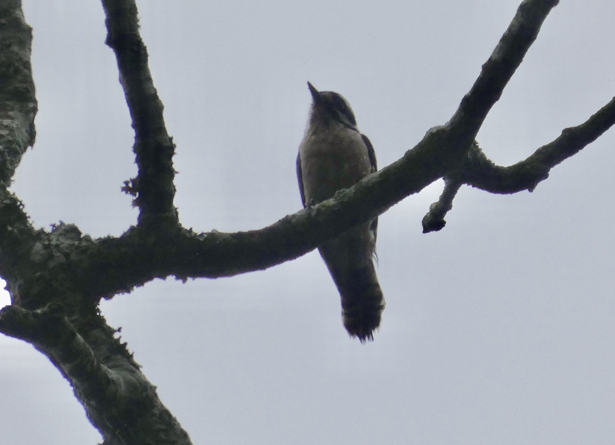 Downy Woodpecker - Joanne "JoJo" Bradbury