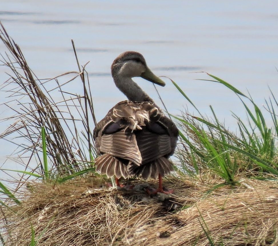 American Black Duck - ML619042874