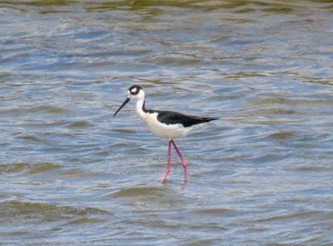 Black-necked Stilt - ML619042875