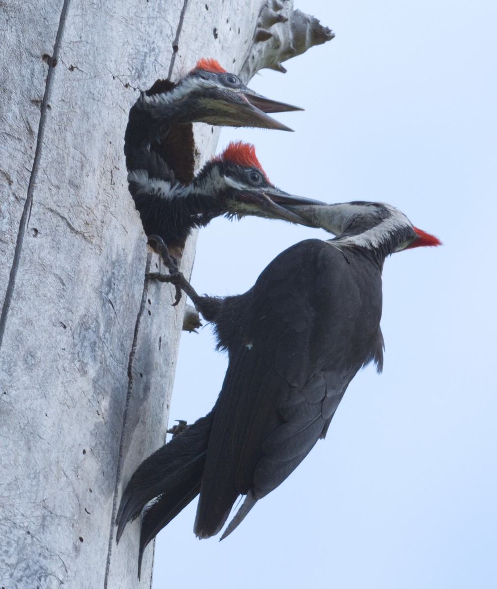 Pileated Woodpecker - Richard Niemeyer