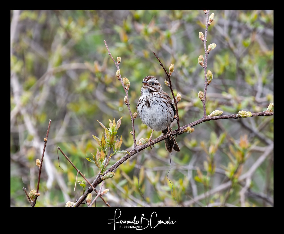 Song Sparrow - Fernando Corrada