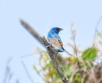 Indigo Bunting - Marcia Yeip