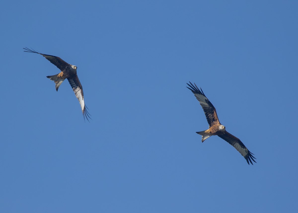 Red Kite (Red) - Nathaniel Dargue