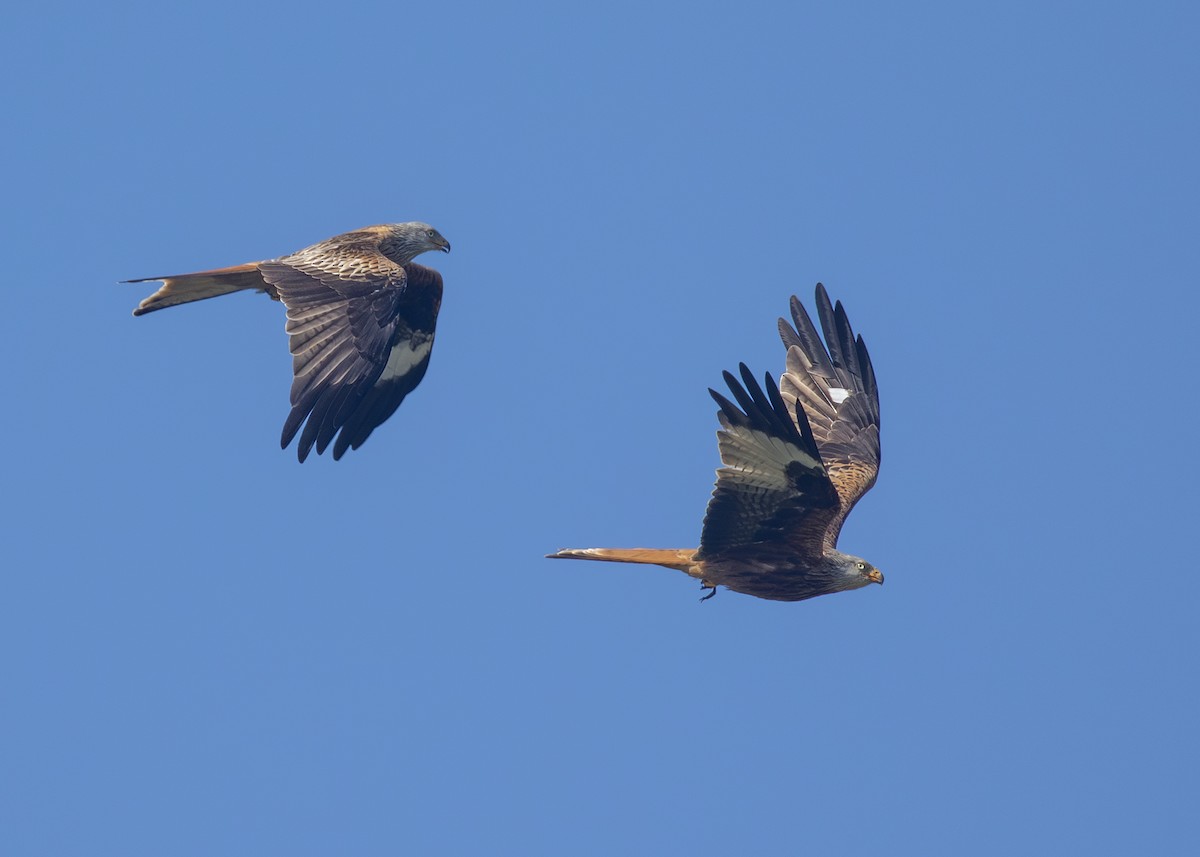 Red Kite (Red) - Nathaniel Dargue