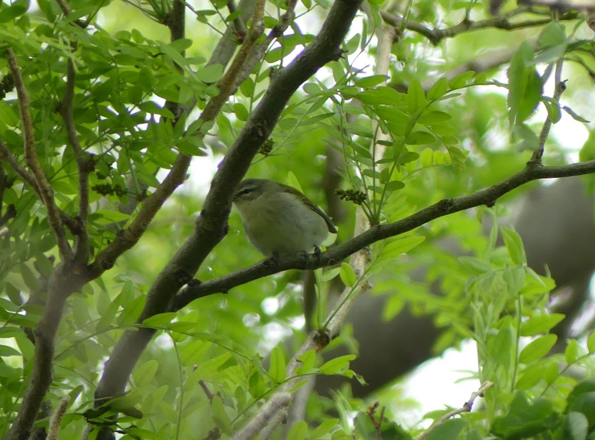 Tennessee Warbler - Kara Carragher