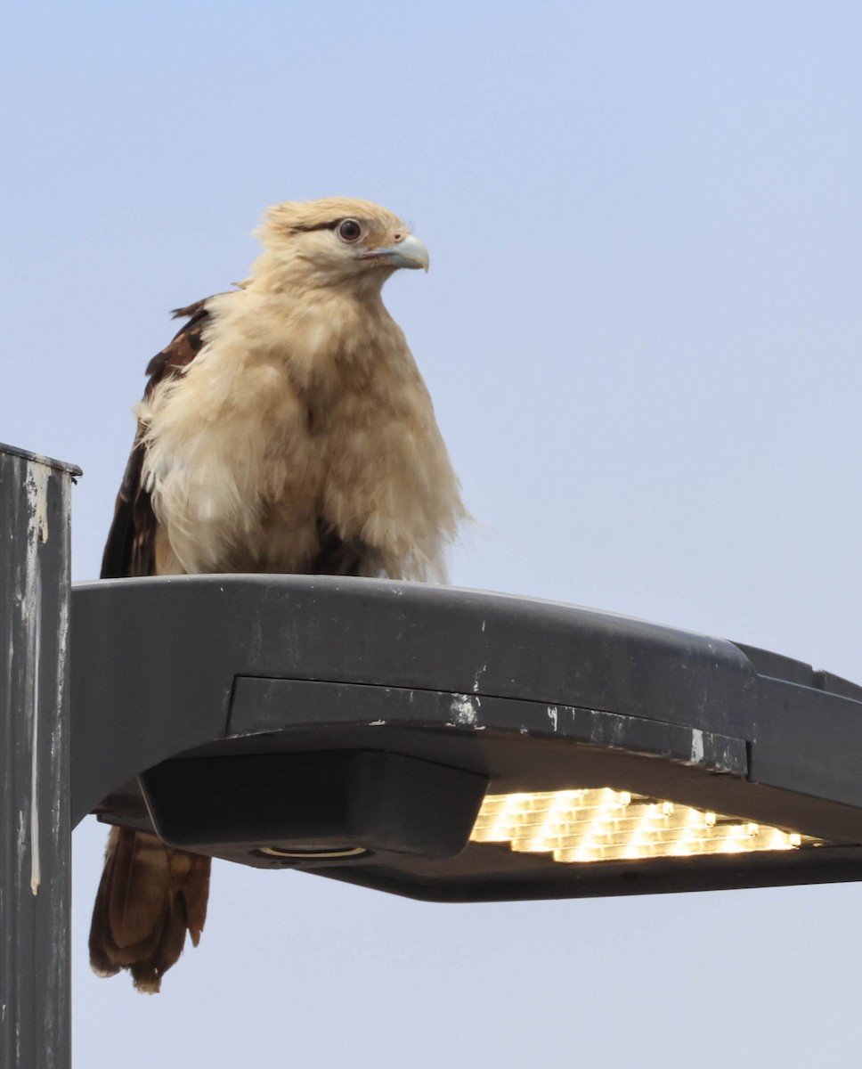 Yellow-headed Caracara - Tracy Drake