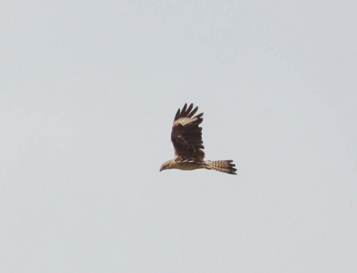 Yellow-headed Caracara - Tracy Drake