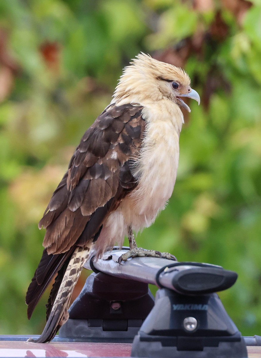 Yellow-headed Caracara - Tracy Drake