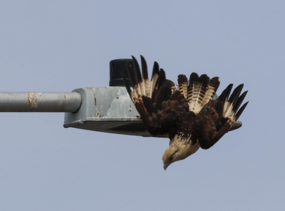 Yellow-headed Caracara - Tracy Drake