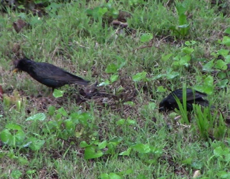 European Starling - ML619043039