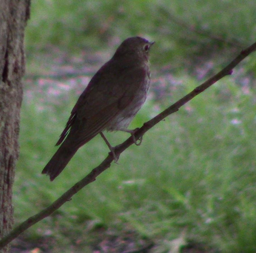 Hermit Thrush - Karius Kiracofe