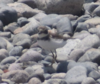 Semipalmated Plover - ML619043070