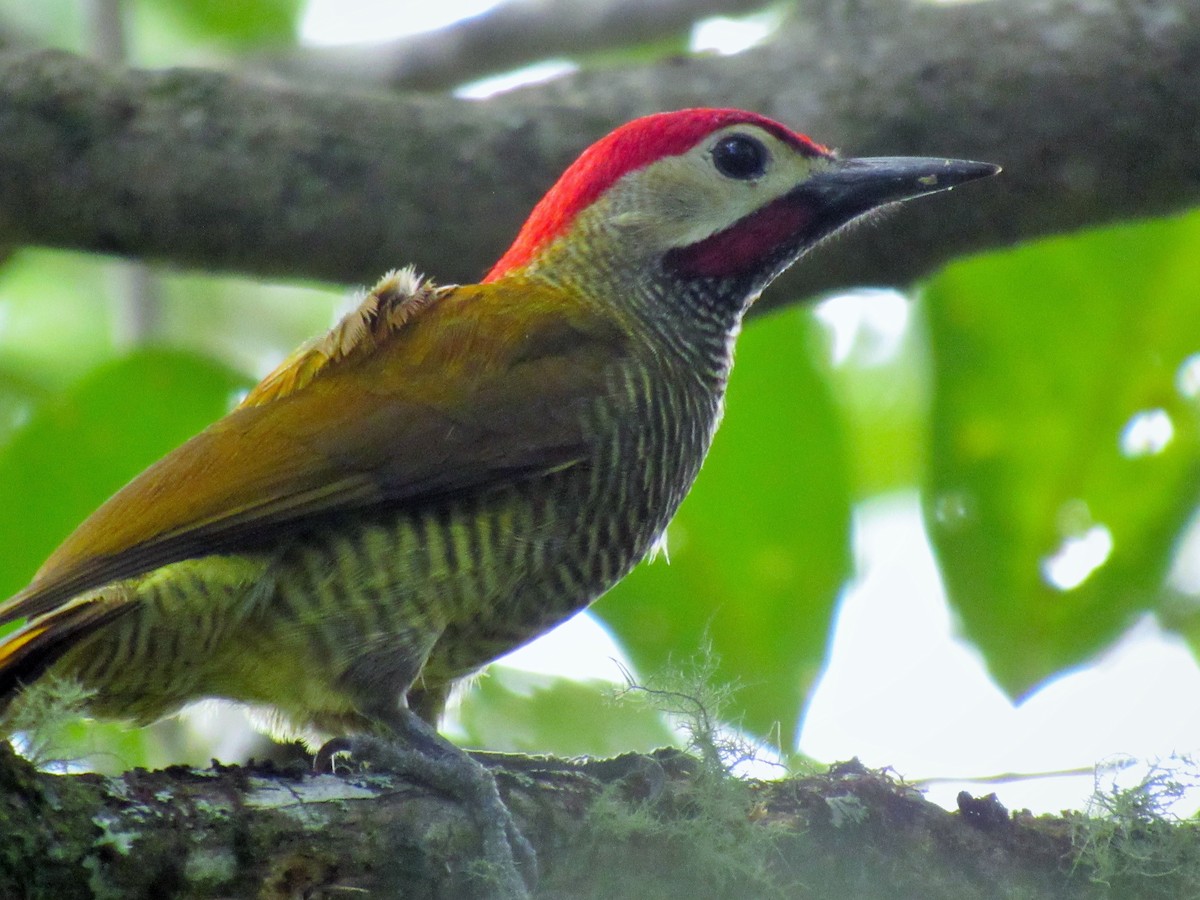 Golden-olive Woodpecker - ML619043080