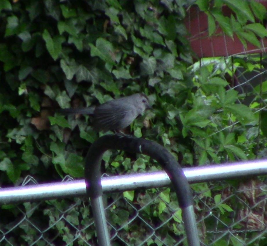 Gray Catbird - ML619043101