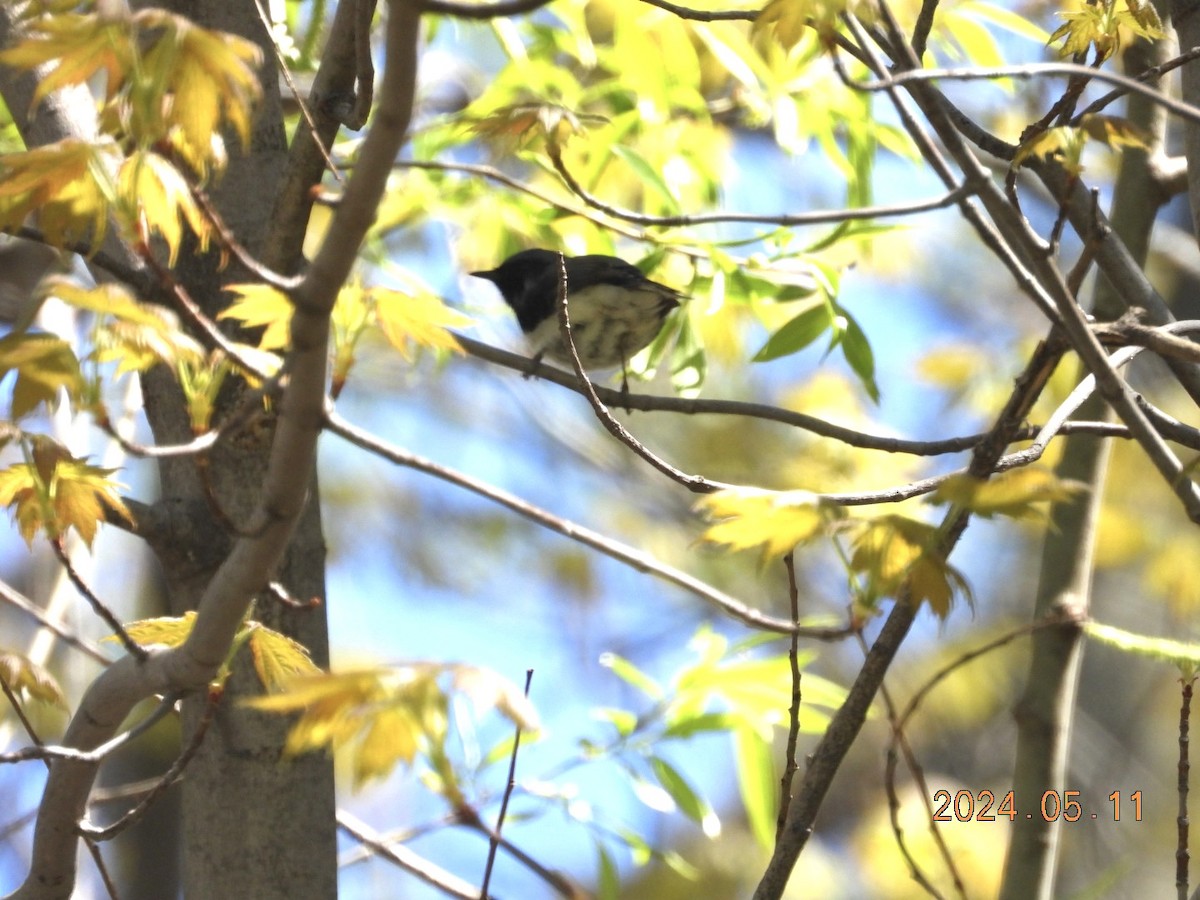 Black-throated Blue Warbler - Lyne Pelletier