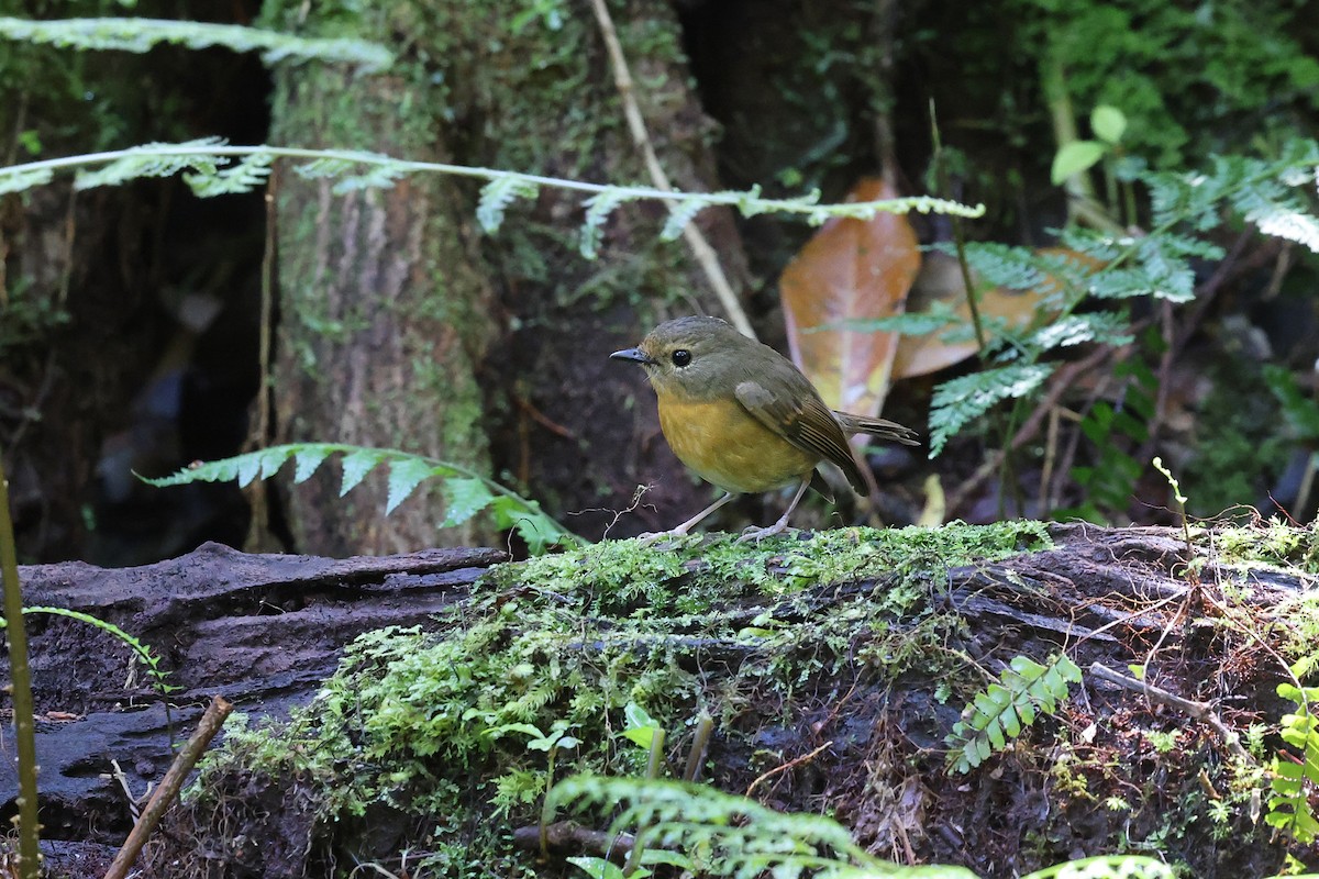 Snowy-browed Flycatcher - Brendan Ryan